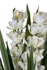 29BJ-911-45 Орхидея CYMBIDIUM искусств. белая в горшке h110 см 