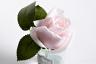 96СN-R46 Диффуз.Rose Bud French Pink,спрей White Gardenia 5мл уп 